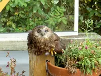Tiere alt 286v.webp