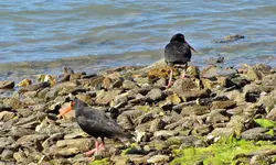 Oystercatcher v.webp