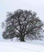 Linde.webp