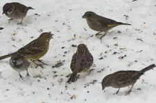 vogelschar.webp