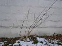 P1010901.webp