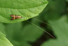 P5218733 Nemophora degeerella Langhornmotte.webp