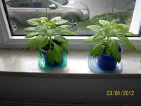 ErkerHabaPap100_0809 (Medium).webp
