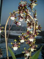 orchideen 006.webp