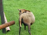 Bild 674.webp