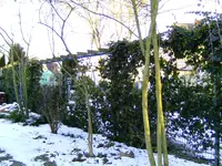 zaun3.webp