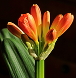Clivia miniata3_mini.webp