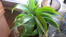 DSCN1386.webp