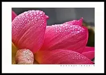 253296d1326037784t-fotowettbewerb-januar-2012-pflanzenbilder-2011-332953_304863142889778_1924...webp