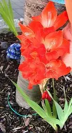 253319d1326130801t-fotowettbewerb-januar-2012-pflanzenbilder-2011-gladiole.webp