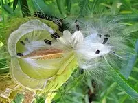 253769d1326607247t-fotowettbewerb-januar-2012-pflanzenbilder-2011-swan-plant-mit-raupe.webp