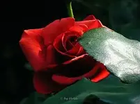 254972d1327883070t-fotowettbewerb-januar-2012-pflanzenbilder-2011-__edelrose.webp