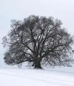 255162d1328004032t-fotowettbewerb-januar-2012-pflanzenbilder-2011-linde.webp
