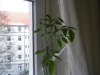 P1010114.webp
