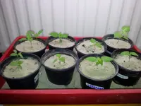 20120203_122142[1].webp