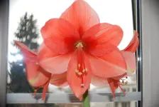 DSC_0007.webp