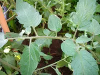 sungrape_leaf.webp