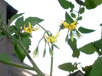 sungrape_flower.webp