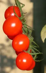 sungrape_fruits.webp
