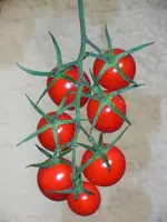 sungrape_fruits2.webp