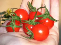 sungrape_fruits3.webp