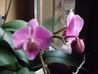 DSCF1595.webp