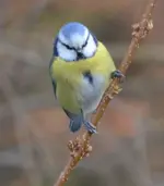 grandige Blaumeise.webp