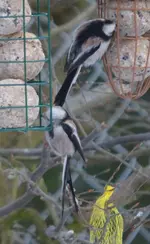 Schwanzmeisen1.webp