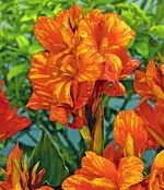 canna aladin.webp