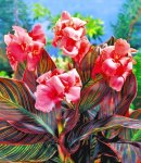 canna pink sunburst.jpg