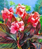 canna pink sunburst.webp
