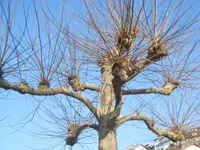 Bild 7122.webp