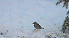 DSCN1418.webp