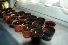 Canna keimen 06.02.2012.webp