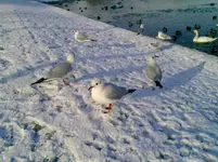 Foto0029.webp