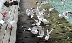 Copy of IMG_7669v.webp