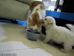 79a562f0-0e51-4658-86aa-b026fdb962cd.gif