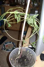 pflanze 015.webp