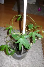 pflanze 011.webp