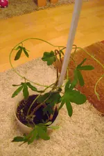 pflanze 009.webp