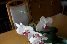 ALIM0166.webp