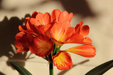 Clivia miniata_voll erblüht_2_smaller.webp
