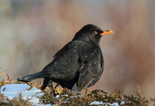Amsel_smaller.webp