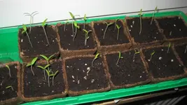 Tomaten 2012 002.webp