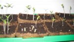 Tomaten 2012 001.jpg