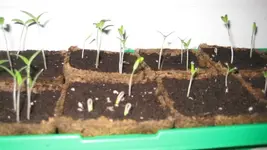 Tomaten 2012 001.webp