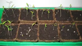 Tomaten 2012 003.webp
