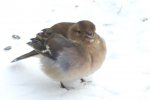 2012_0207winter0012 buchf..JPG