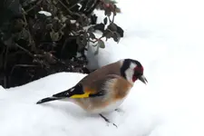 2012_0207winter0150  mmmh.webp