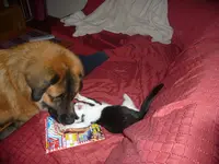 Jo & Marley in Action 009.webp